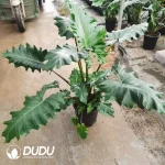 Alocasia Portora Seedling(100Pcs)