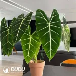 Alocasia Frydek Seedling(100Pcs)