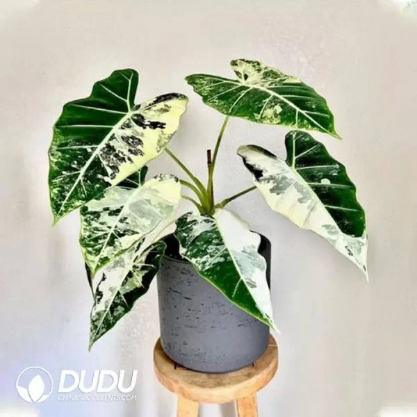 Alocasia Frydek Seedling(100Pcs) - Image 1