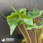 Alocasia Stingray Seedling(100Pcs)