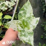 Alocasia Odora varigated 'Batik' Seedling(100Pcs)