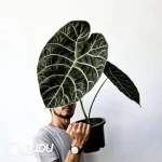 Alocasia Watsoniana standard Seedling(100Pcs)