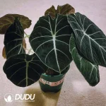 Alocasia Black Velvet Seedling(100Pcs)