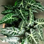 Alocasia Bambino Arrow Seedling(100Pcs)