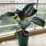 Alocasia Regale Seedling(100Pcs)