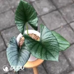 Alocasia bisma Seedling(100Pcs)