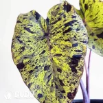 Colocasia Mojito Seedling(100Pcs)