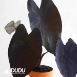 Colocasia esculenta 'Black Magic Seedling(100Pcs)