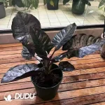Alocasia infernalis Seedling(100Pcs)