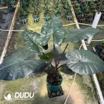 Alocasia Yucatan Princess Seedling(100Pcs)