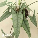 Alocasia heterophylla metallic blue Seedling(100Pcs)