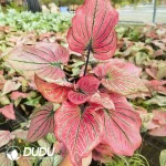 Caladium The Burgundy Rose Seedling(100Pcs)