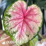 Caladium Monica Seedling(100Pcs)