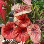 Caladium Siamese month Seedling(100Pcs)