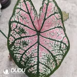 Caladium spring day Seedling(100Pcs)