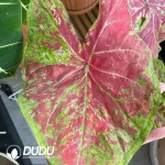 Caladium Moonlight raspberry Seedling(100Pcs)