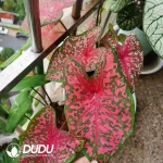 Caladium Pink Panther Seedling(100Pcs)