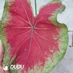 Caladium facing sun Seedling(100Pcs)