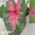 Caladium firemen Seedling(100Pcs)