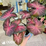 Caladium Red wine cherry Seedling(100Pcs)