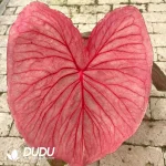 Caladium Aquaman Seedling(100Pcs)