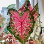 Caladium wave Seedling(100Pcs)