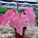 Caladium bicolor blushing bride Seedling(100Pcs)