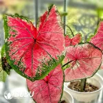 Caladium the red moonlight Seedling(100Pcs)