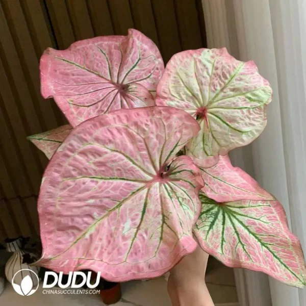1756127810-1746758365-e201.webp Caladium peri Seedling(100Pcs) - Image 1