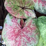 Caladium mew Seedling(100Pcs)