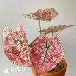 Caladium sakura Seedling(100Pcs)