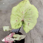 Caladium freckle Seedling(100Pcs)