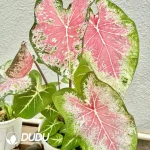 Caladium Pink cloud Seedling(100Pcs)