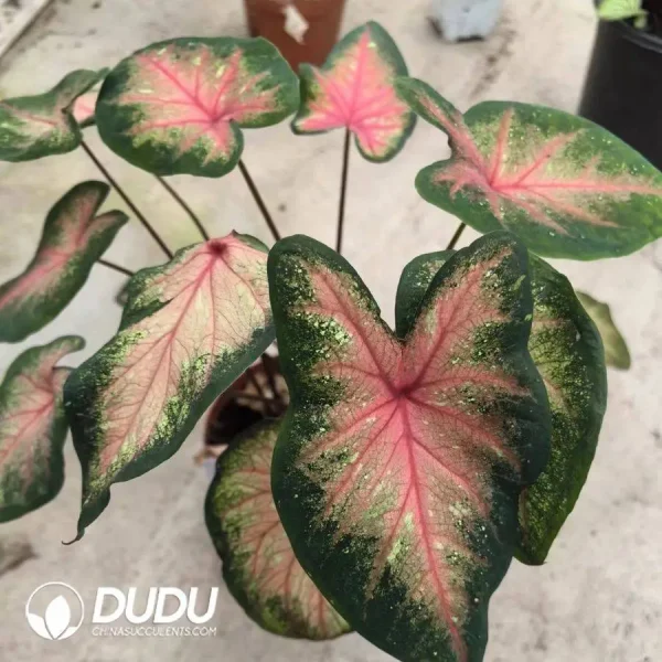 1756127825-1746758393-e201.webp Caladium bicolor Pink summer Seedling(100Pcs) - Image 1