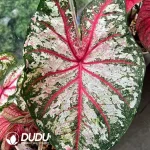Caladium tapestry Seedling(100Pcs)