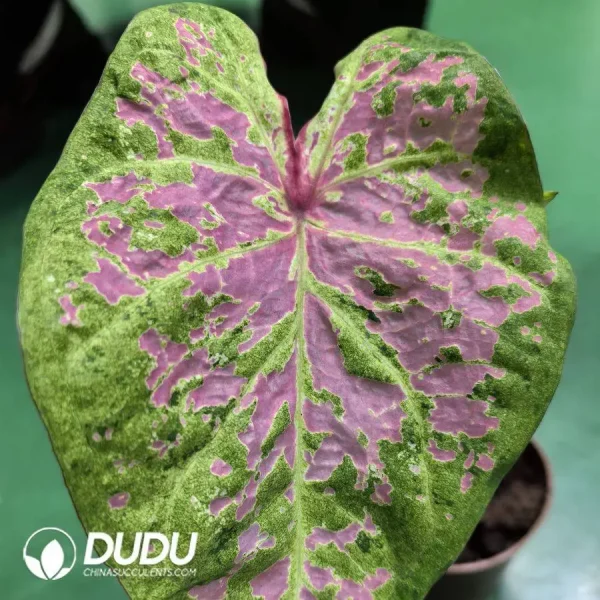 1756127832-1746758406-e201.webp Caladium froth Seedling(100Pcs) - Image 1
