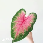 Caladium rosebud Seedling(100Pcs)