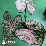 Caladium Pink beauty Seedling(100Pcs)