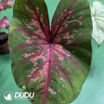 Caladium lava Seedling(100Pcs)