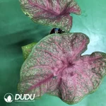 Caladium Brandi Seedling(100Pcs)