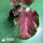 Caladium cherry Seedling(100Pcs)
