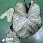 Caladium the pale moonshine Seedling(100Pcs)