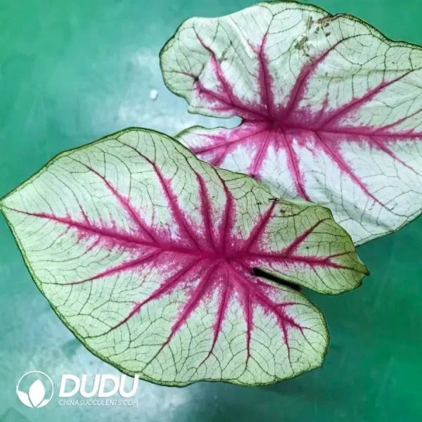1756127856-1746758462-e201.webp Caladium fantasy Seedling(100Pcs) - Image 1