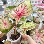 Caladium the snow girl Seedling(100Pcs)