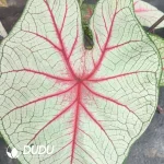 Caladium white queen Seedling(100Pcs)