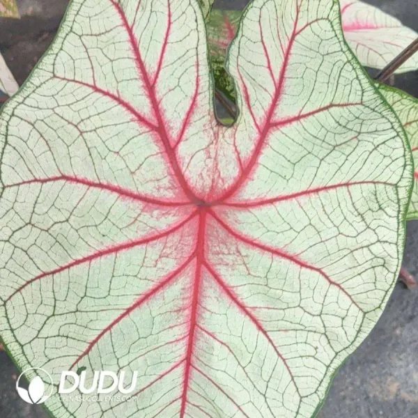 1756127864-1746758474-e201.webp Caladium white queen Seedling(100Pcs) - Image 1