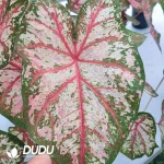 Caladium bicolor celebrqtion Seedling(100Pcs)