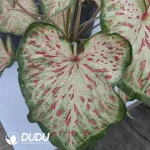 Caladium tree plum gingeread Seedling(100Pcs)