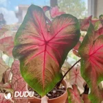 Caladium sequence Seedling(100Pcs)