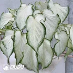 Caladium white column Seedling(100Pcs)